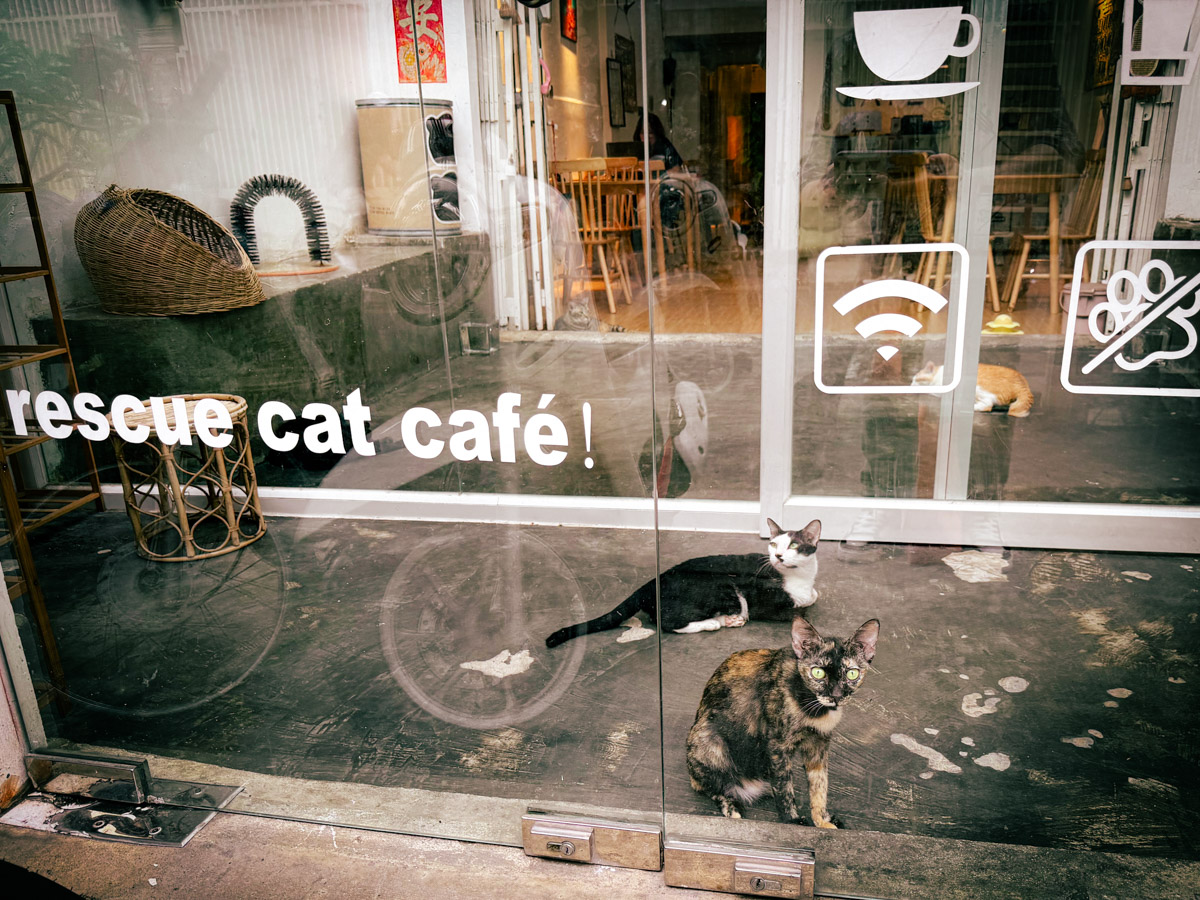 Rescue Cat Cafe