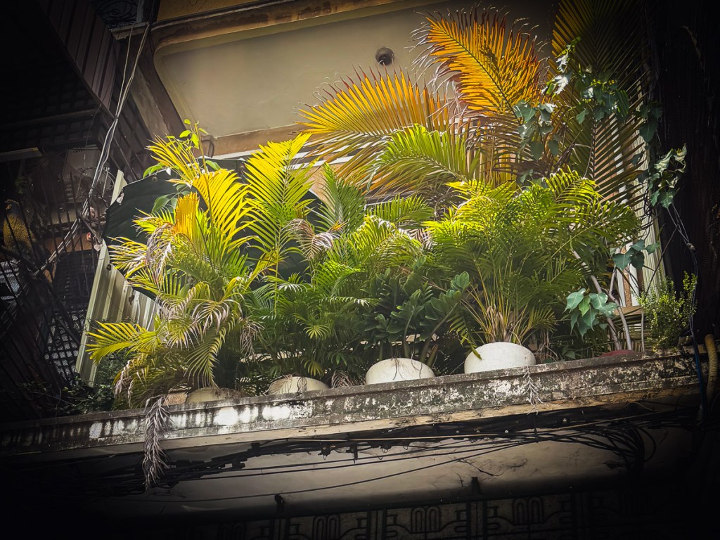 Plants on my balcony.